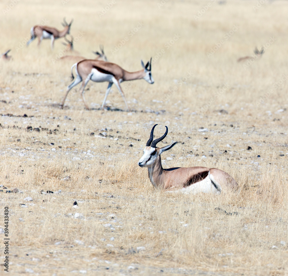 Fototapeta premium View of Antidorcas marsupialis antelopes in savannah