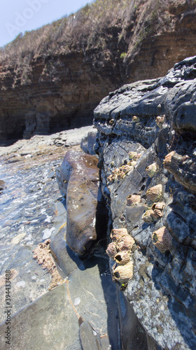 View of tetraclita rubescens on a rock photo