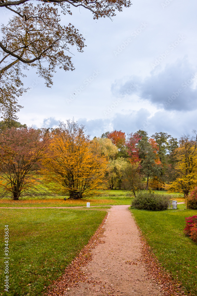 Autumn trees alley with colorful leaves in the park Autumn trees alley with colorful leaves in the park