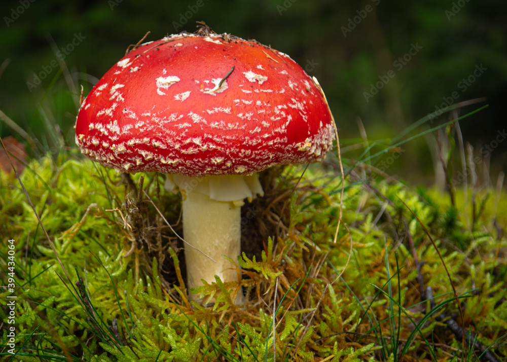 fly agaric mushroom