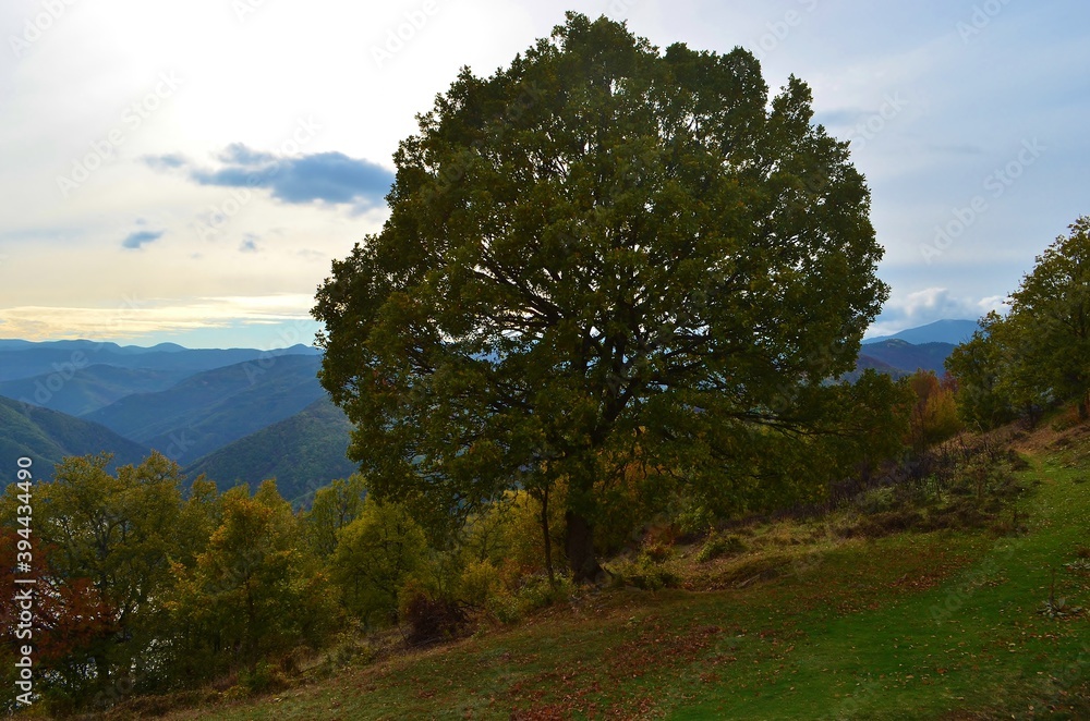 big oak tree in the mountains of bulgaria