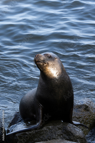 Photo of a sea ​​lion