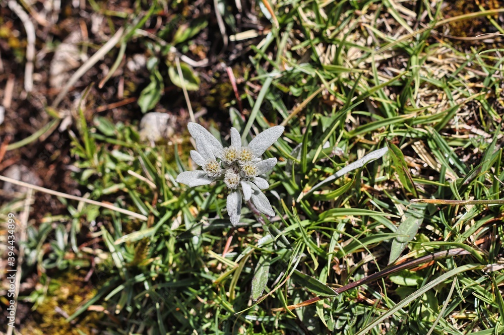 Spontaneous edelweiss in the Puez-Odle Natural Park in Val Gardena, Italy
