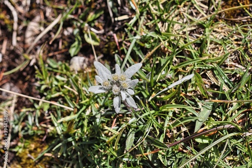 Spontaneous edelweiss in the Puez-Odle Natural Park in Val Gardena, Italy