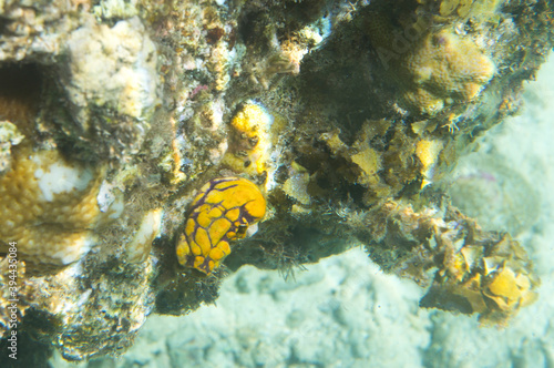 A polycarpa aurata in the sea of Togian islands
