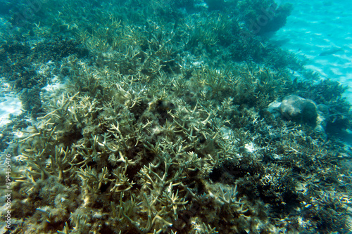 A view of coral reef in the sea