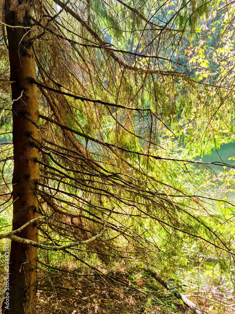 Fototapeta premium beautiful view of a mixed tree forest with a spruce trunk in the foreground
