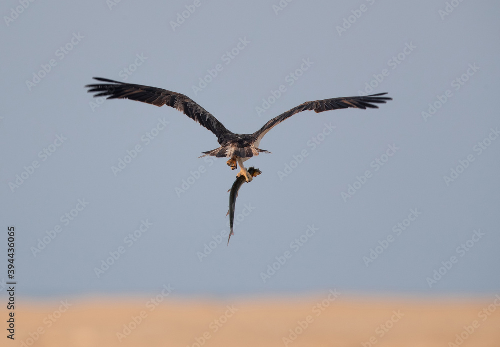 Osprey flying with a fish at Hawar island of Bahrain Osprey flying with a fish at Hawar island of Bahrain