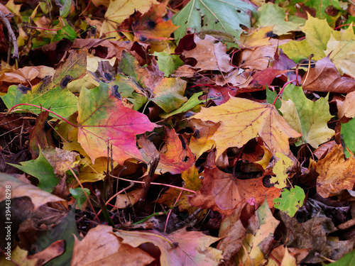 The forest floor covered by beautiful red orange and yellow leaves