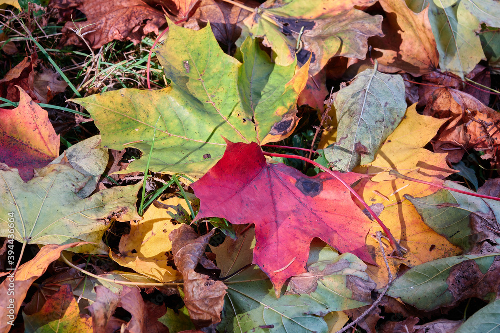 The forest floor covered by beautiful red orange and yellow leaves
