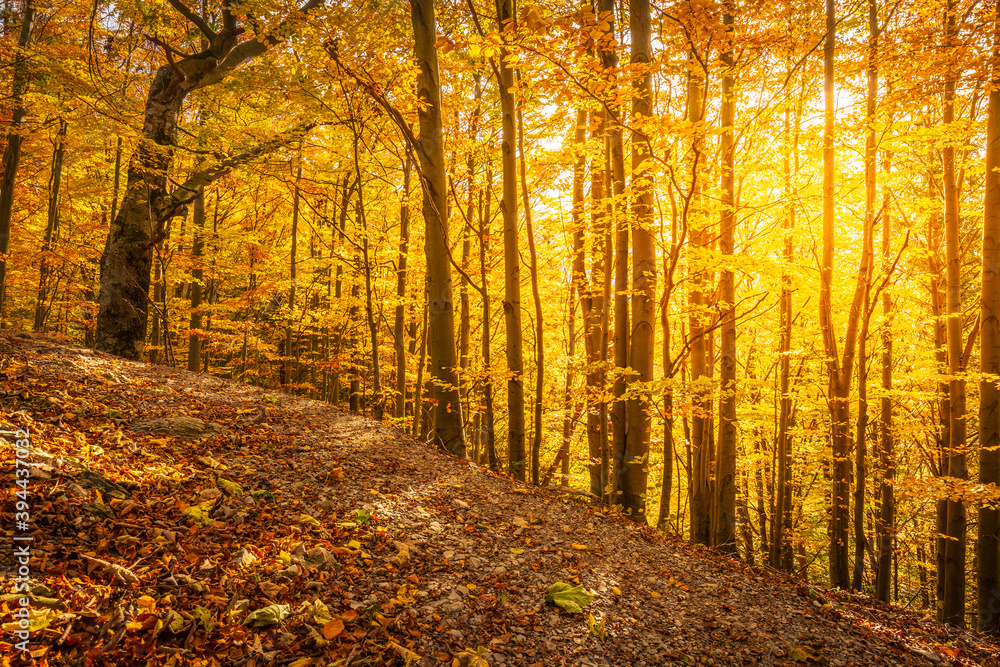 Obraz premium Forest with trees in autumn colors illuminated by sunlight.