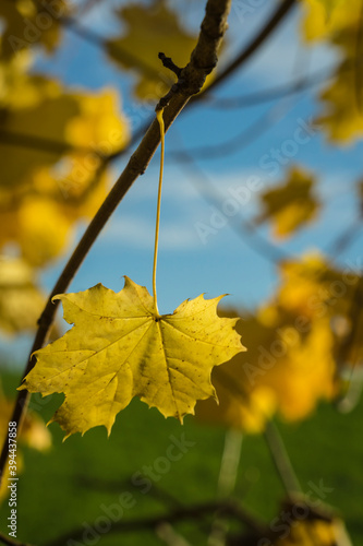 yellow maple leaves photo