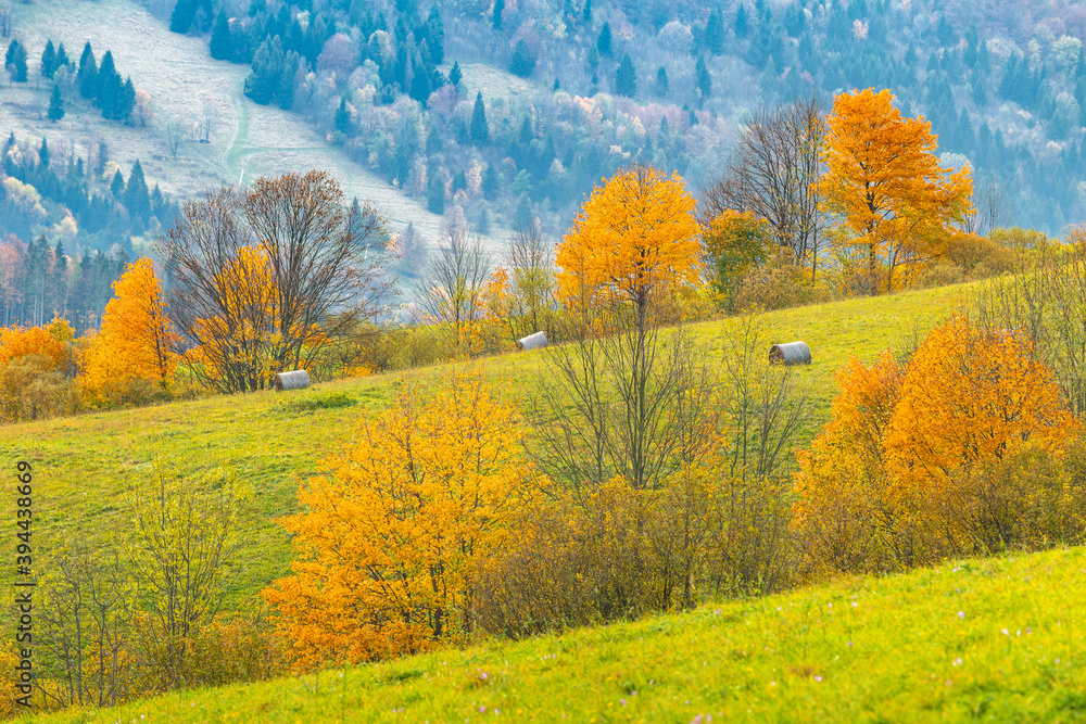 Colored trees in the autumn mountain landscape. The Vratna valley in Mala Fatra national park, Slovakia, Europe.