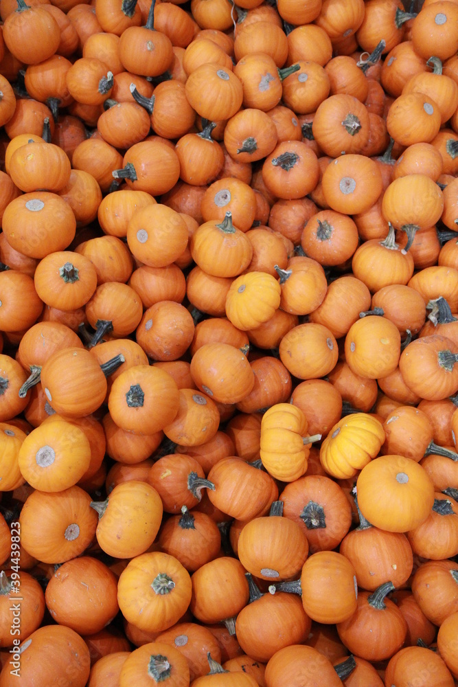 Many tiny orange pumpkins. Fall

