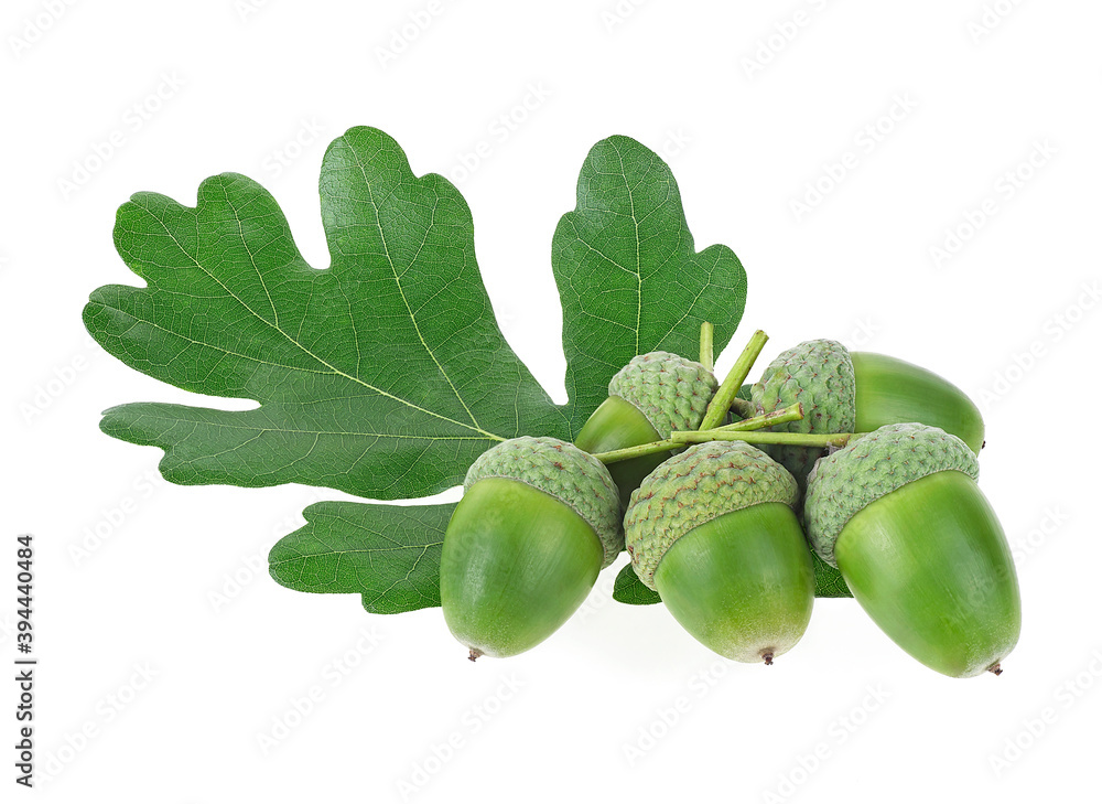 Green oak leaf and green acorns isolated on a white background Green oak leaf and green acorns isolated on a white background