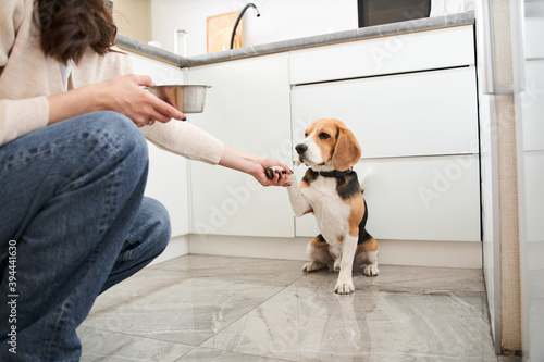 Dog giving a paw to is female owner © Yakobchuk Olena
