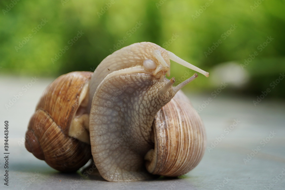 snail sex, two snails making love StockFoto Adobe Stock