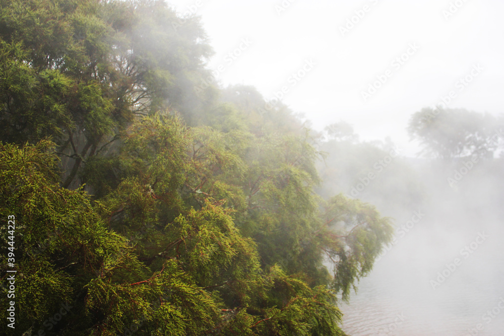 green trees with fog flowing though them green trees with fog flowing though them
