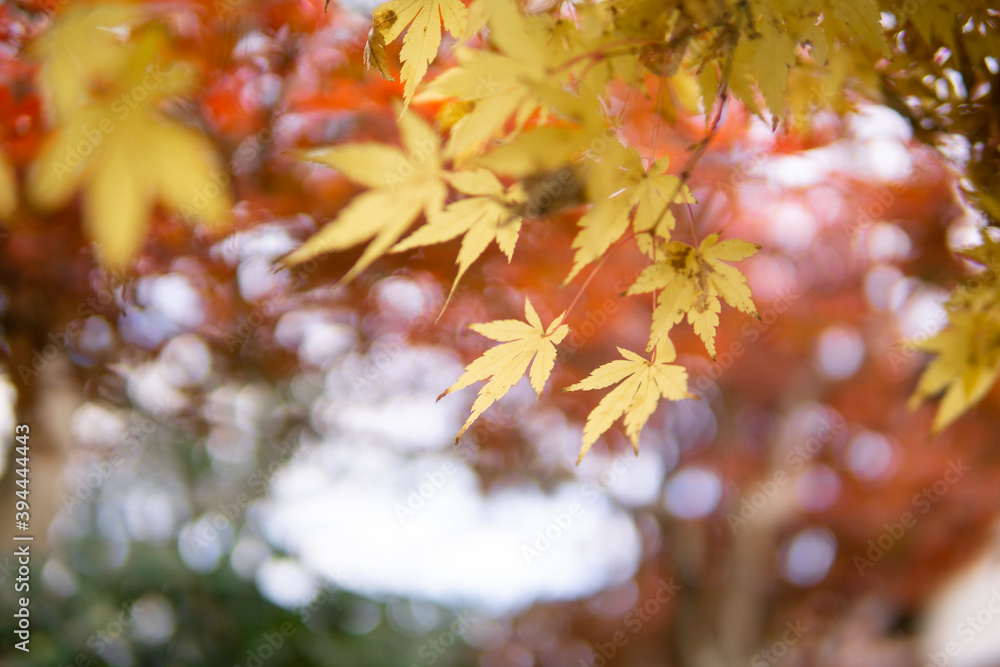 紅葉のモミジ 紅葉のモミジ