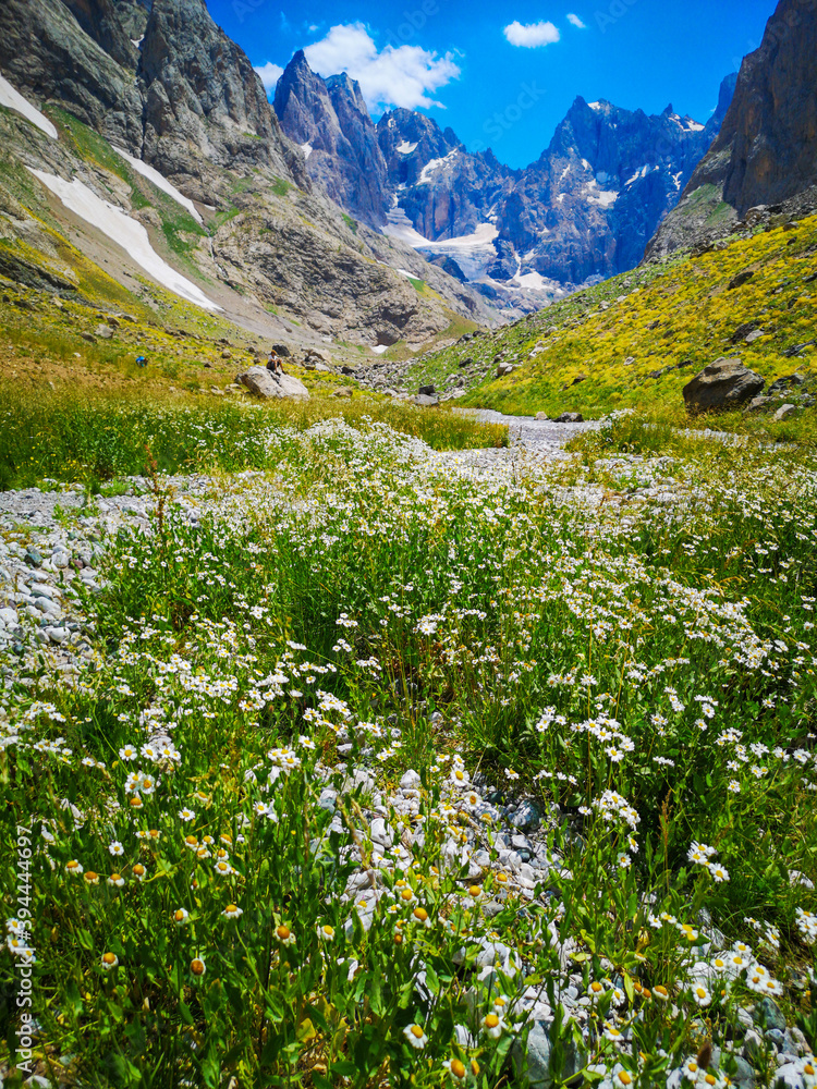 white daisy flowers and green meadows, mountains and blue sky in the background, natural scenery
