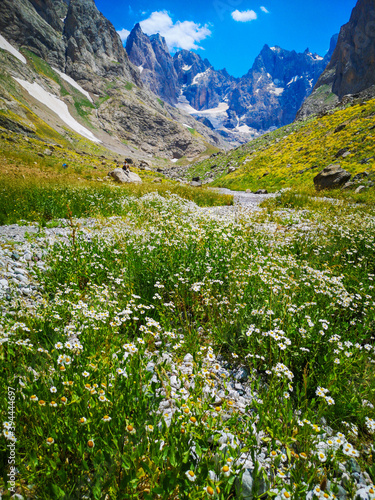 white daisy flowers and green meadows, mountains and blue sky in the background, natural scenery 