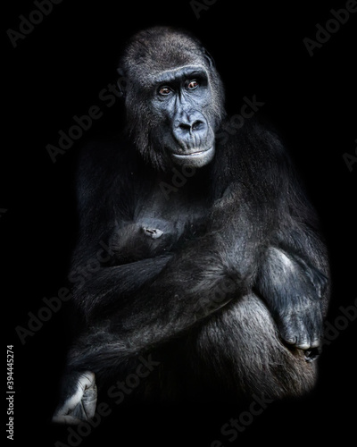Female gorilla sitting with baby gorilla in her arms.Photograph with black background in low key