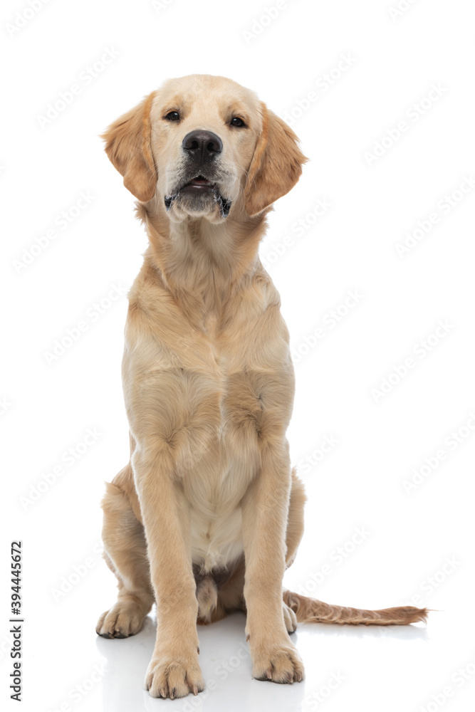 golden retriever dog just sitting and looking at the camera