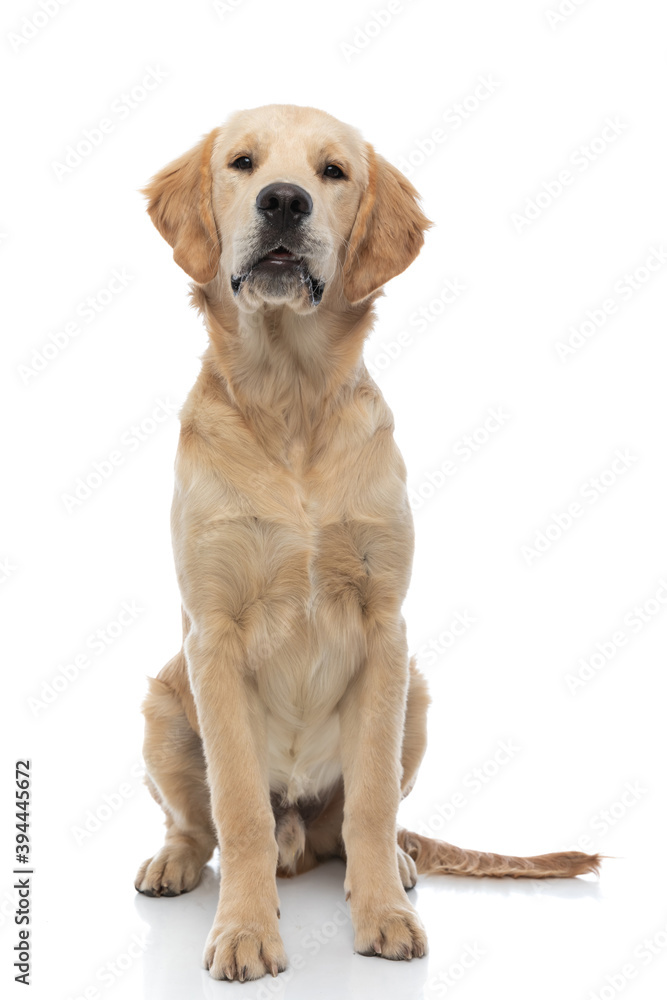golden retriever dog just sitting and looking at the camera golden retriever dog just sitting and looking at the camera