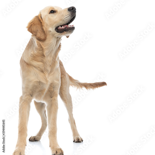 golden retriever dog sniffing and searching for something
