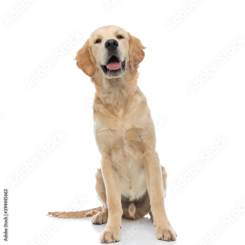 adorable golden retriever dog sticking his tongue out