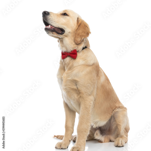 golden retriever dog sitting in side view