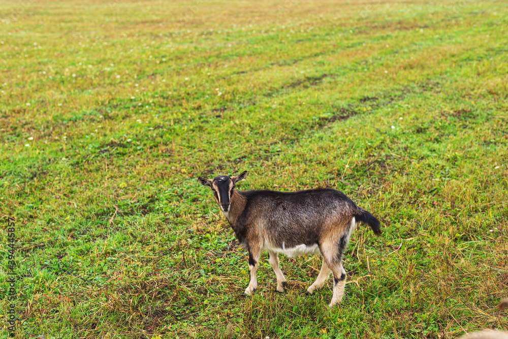 Cute shaggy domestic dairy goat grazes on the field Cute shaggy domestic dairy goat grazes on the field