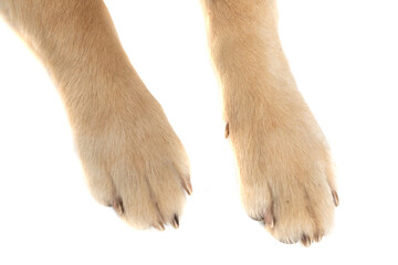 two legs from a golden retriever dog being photographed