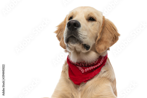 golden retriever dog looking away and wearing a red bandana