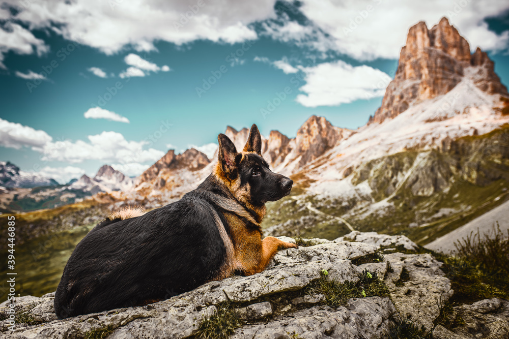 German shepherd dog hiking in Averau, Dolomites, Italy German shepherd dog hiking in Averau, Dolomites, Italy