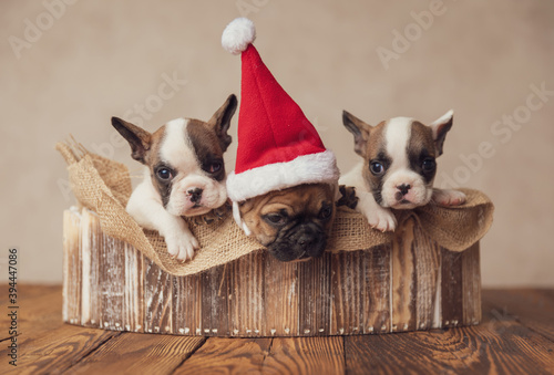 cute family of three precious bulldogs puppies celebrating christmas © Viorel Sima
