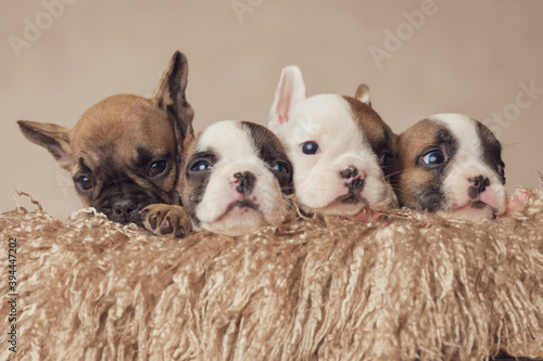 row of four precious puppies resting in a box © Viorel Sima