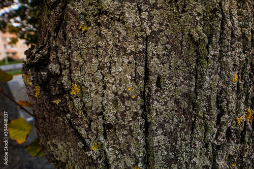 tree bark texture