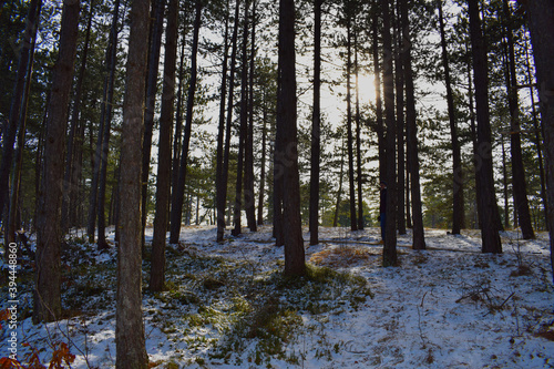 forest in winter Zlatibor Serbia