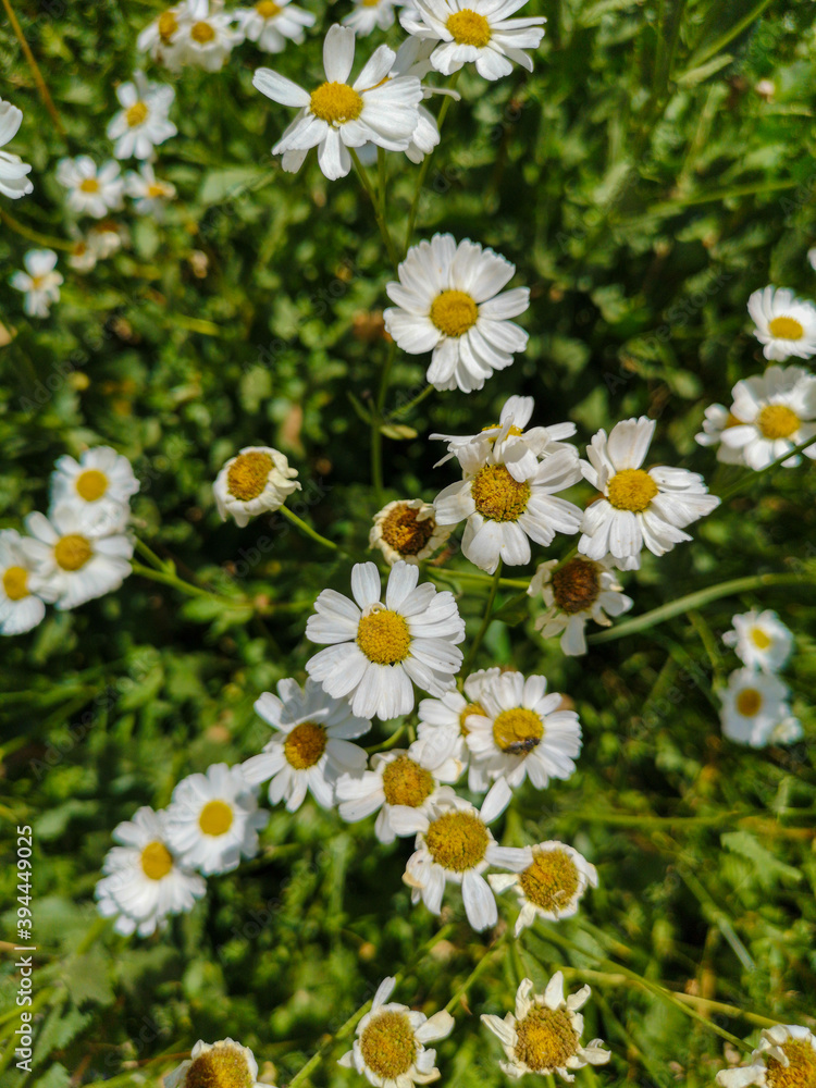 white daisy flowers and green meadows, mountains and blue sky in the background, natural scenery
white daisy flowers and green meadows, mountains and blue sky in the background, natural scenery