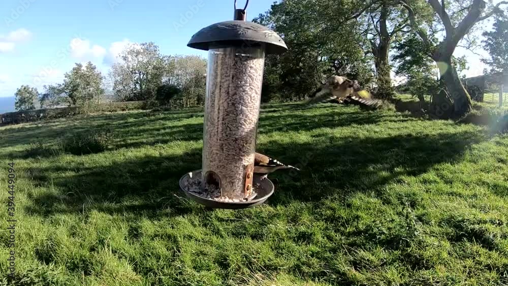 Goldfinch fighting at a bird table in the UK Goldfinch fighting at a bird table in the UK