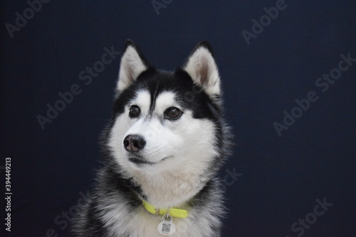 siberian husky dog