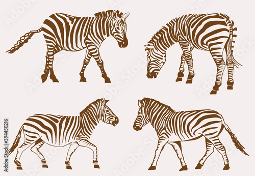 Vector set of zebras  sepia background illustration
