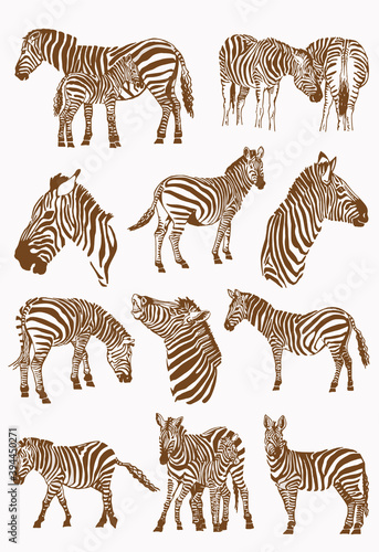 Vector set of zebras  sepia background illustration
