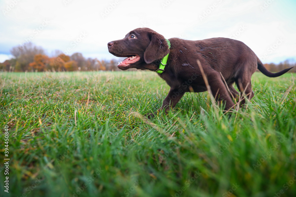Junger brauner Labrador Welpe auf dem Spaziergang Junger brauner Labrador Welpe auf dem Spaziergang