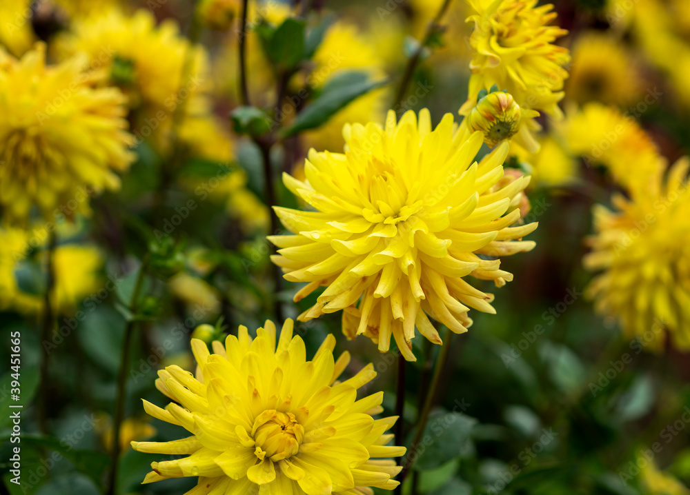Dahlien im Herbst Dahlien im Herbst