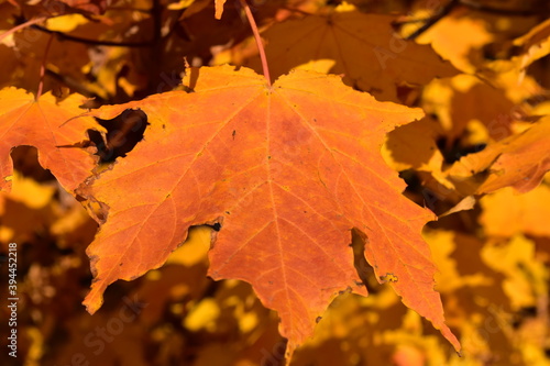 Vivid color is displayed in autumn through a maple leaf
