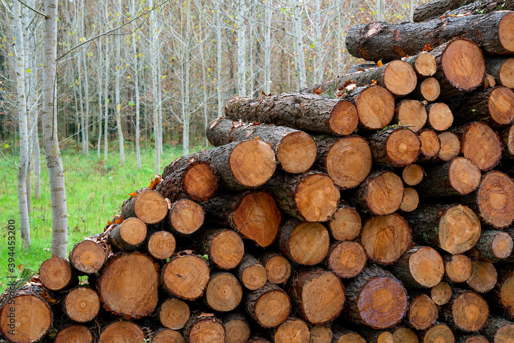 Pine timber, ready for transport from forest Pine timber, ready for transport from forest