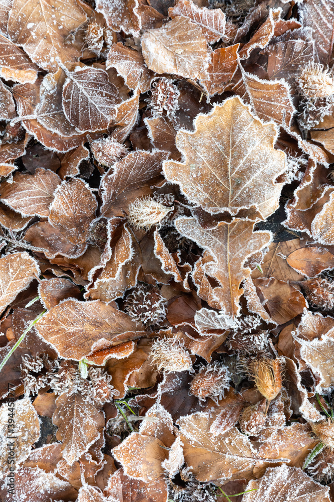gefrorenes Herbstlaub