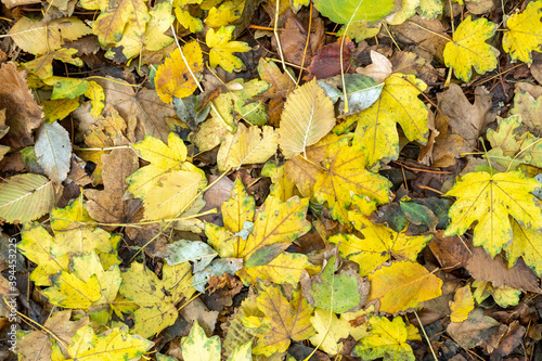 Background from old, autumnal, fallen leaves lying on the ground